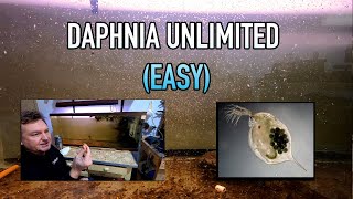 How I Raise Daphnia Water Fleas And You Can Too [upl. by Meggy330]