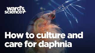 Caring and Culturing for Daphnia [upl. by Oir783]