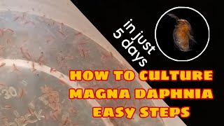 How to Culture Magna Daphnia Easily [upl. by Clapper554]