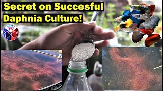 How to Culture Daphnia Successfully [upl. by Meador]