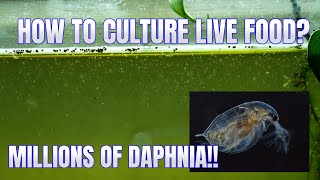 How to Culture Daphnia Secret Method to Breed MILLIONS  Simply Aquatic [upl. by Sobmalarah]