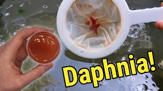 How I Culture Daphnia In Outdoor Tubs [upl. by Saenihp263]