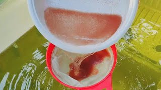 How to culture daphnia  Daphnia culture  How to grow daphnia outdoor [upl. by Alyosha]