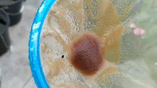 How to culture daphnia moina in a small container Part 1 English Subtitle [upl. by Ardnuhsor]