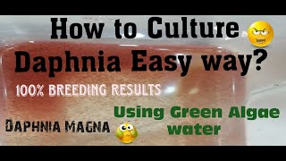 Daphnia MagnaHow to Culture Daphnia Easy wayCulturing Daphnia using Green water Daphnia [upl. by Wengert]