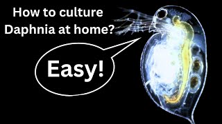 BEST Live Fish Food Beginner guide How to Culture Daphnia at home [upl. by Richers588]