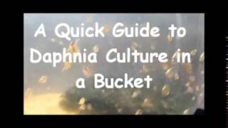 How to culture daphnia outside [upl. by Marty]