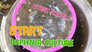 How to culture daphnia moina the easy way 1  Starting the Daphnia culture [upl. by Meuser]