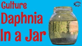 How to Culture Daphnia in a Jar [upl. by Angadreme465]