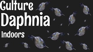 How to Culture Daphnia [upl. by Odoric]