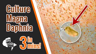 How to culture DAPHNIA MAGNA  The easy way [upl. by Nappy]