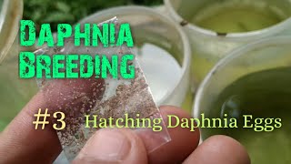 Daphnia Culture made simple and easy 3  Hatching Daphnia eggs [upl. by Asin]