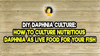 DIY Daphnia Culture How to Culture Nutritious Daphnia as Live Food for Your Fish [upl. by Hyps739]