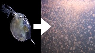 How I Culture Daphnia [upl. by Kamillah]