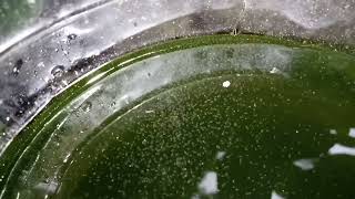 DAPHNIA MOINA CULTURE IN A SMALL BUCKET [upl. by Eppie]