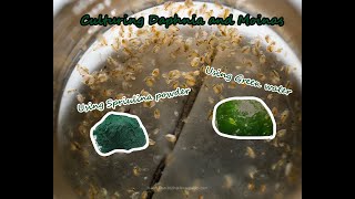 How To Culture Daphnia and Moinas using Green Water Spirulina powder [upl. by Frodin]