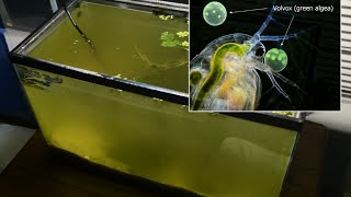 Raising Daphnia for the Freshwater Aquarium [upl. by Pritchett600]